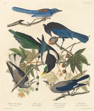 Pie à bec jaune, geai de Steller, geai ultramarin et corbeau de Clark, 1837 - John James Audubon